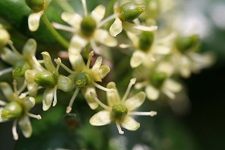 シナヒイラギの花（4月）