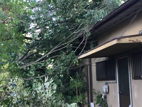 同窓会館の屋根にもたれかかる倒木