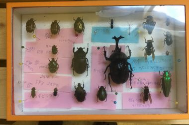 夏休み研究「園芸高校に生息する昆虫調査」