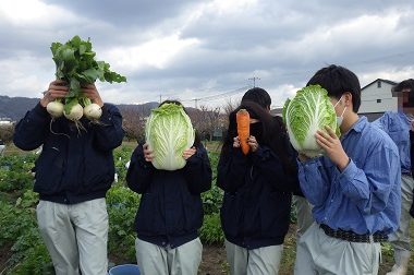 冬野菜の収穫