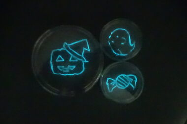 あれ？　不思議！　暗やみで光る謎のアート「イカ発光細菌でお絵描き」