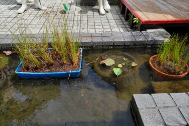 い草の植え付け（池田市緑のセンター様）