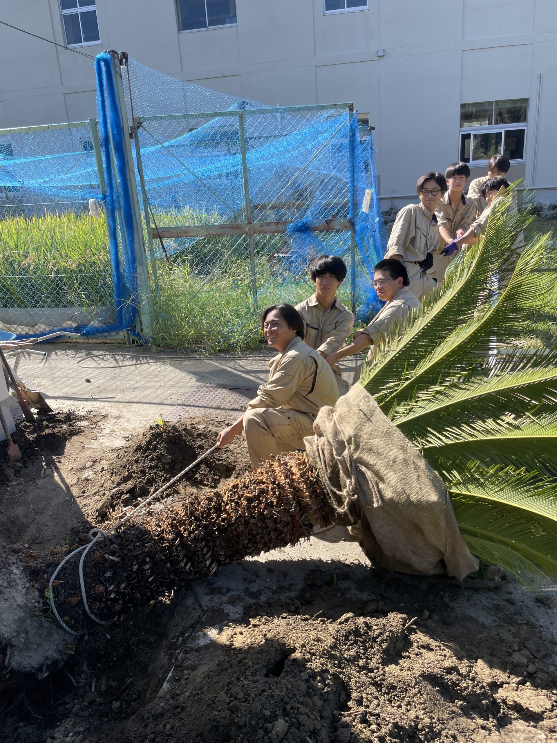ソテツの移植🌴 | 農業系専門高校・SSH指定校 | 大阪府立園芸高等学校