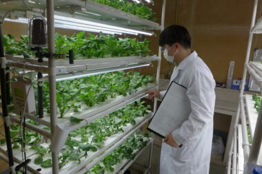 BS_DX植物工場の初出荷報告