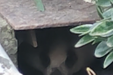 園芸高校の生き物