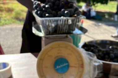 園芸講習会”ブドウ狩り”を実施（９月２日）