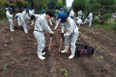 １年生のサツマイモ掘り