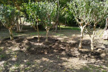 ２年生実習（樹木の移植）