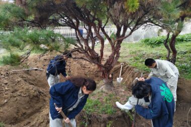２年生の樹木の移植