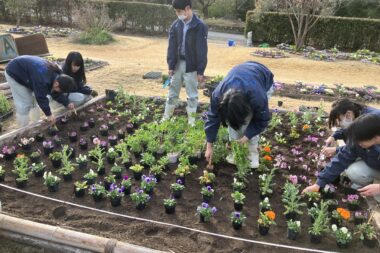 ３年園芸デザイン【花壇定植】