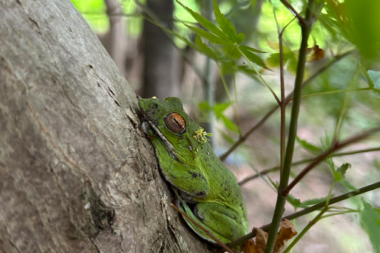 モリアオガエルの調査について