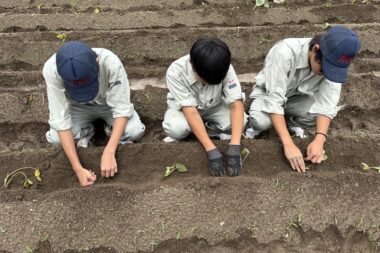 サツマイモの定植