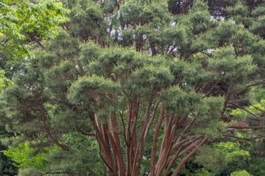 園芸高校の魅力（環境緑化科）２