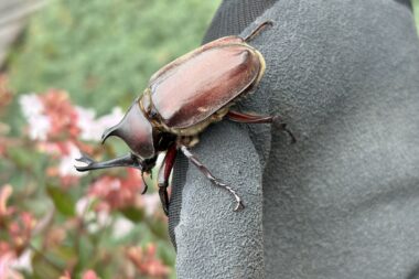 実習中に見つけた生き物