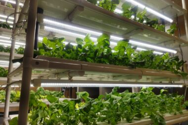 ８月３０日（日）産業教育フェア in 大工大梅田キャンパスでBS植物工場ハーブ販売します！