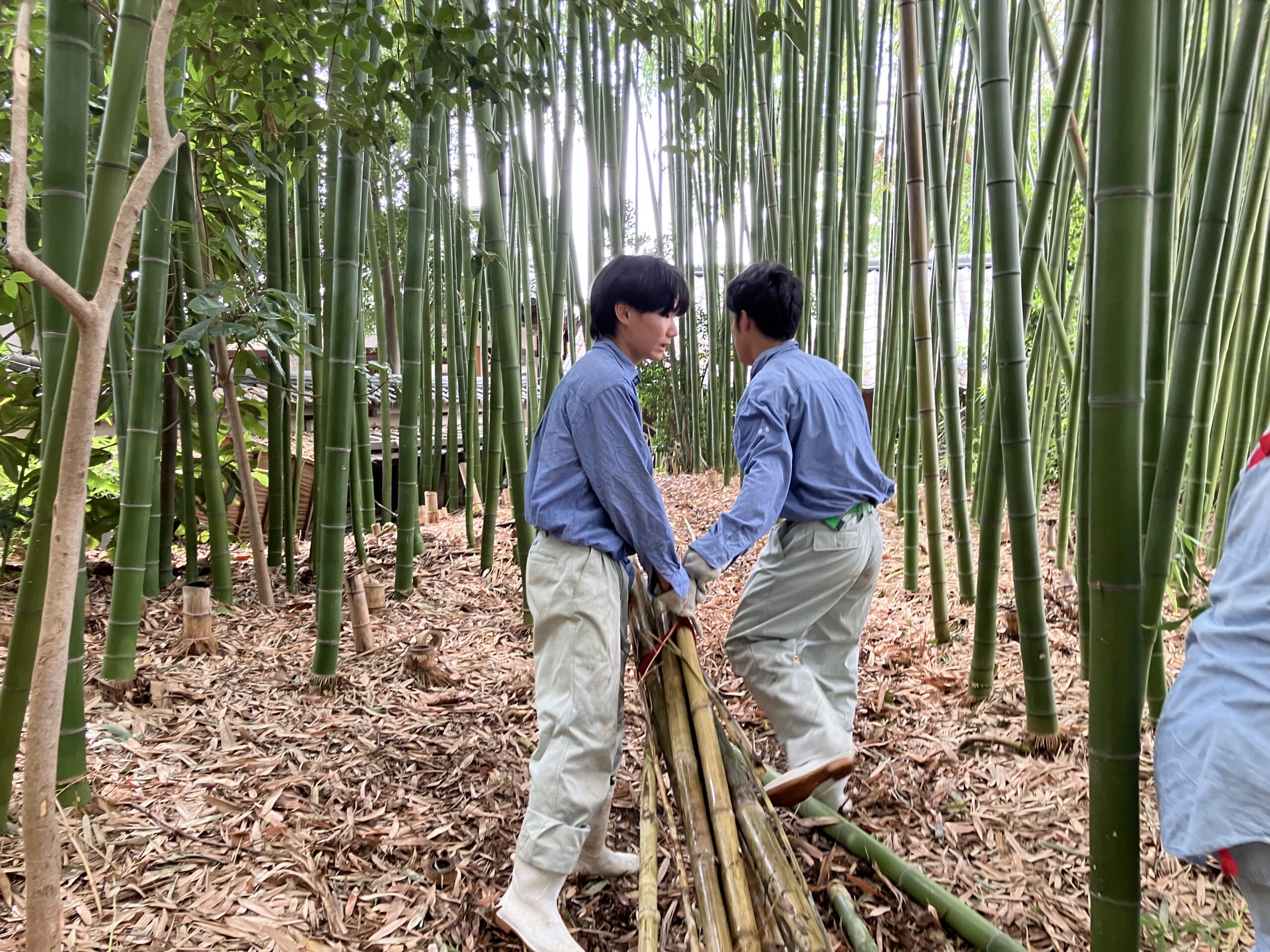 竹の管理 | 農業系専門高校・SSH指定校 | 大阪府立園芸高等学校